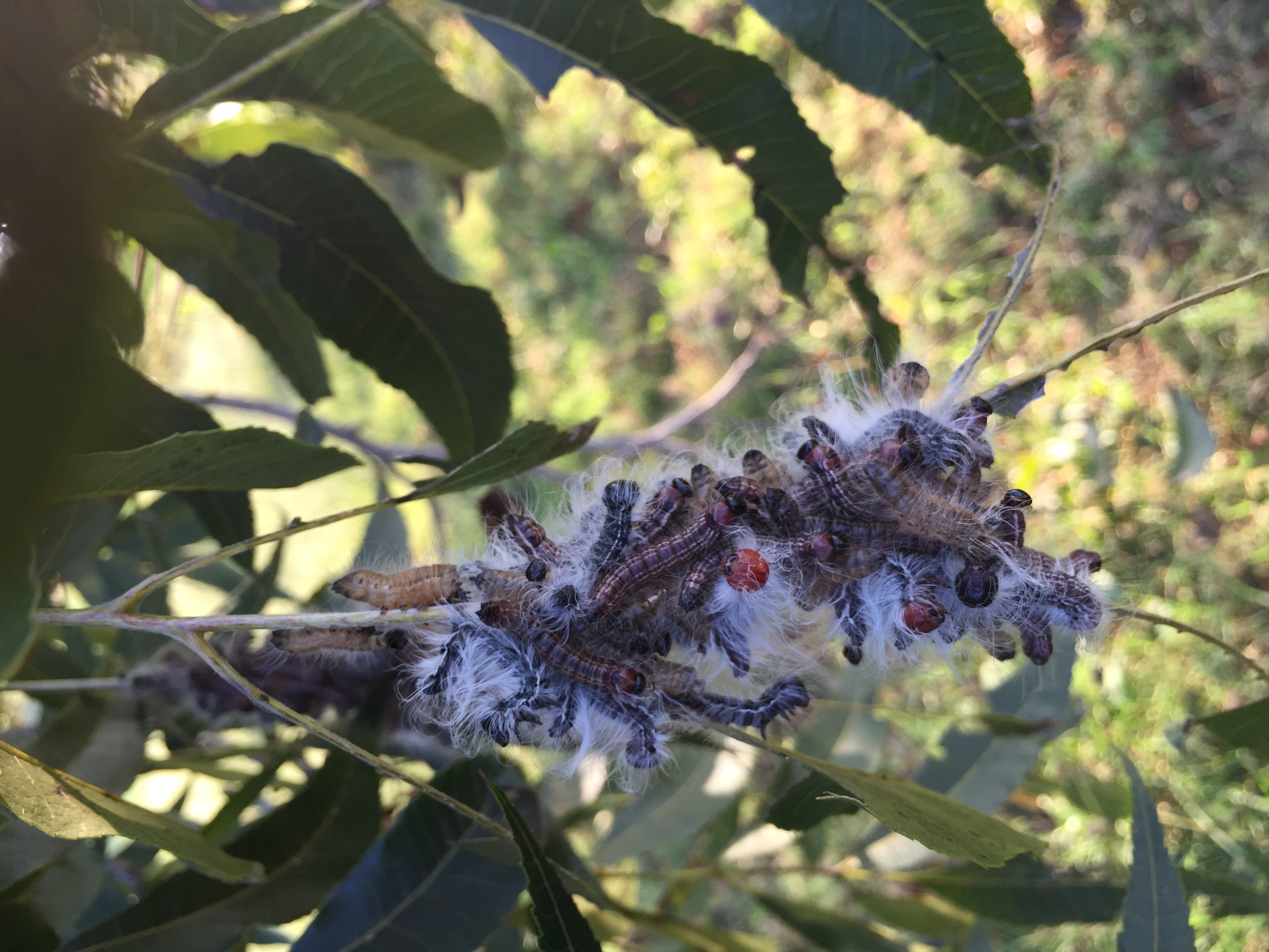 Walnut datana